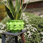 Face Planter Multi-Headed Plant Pot